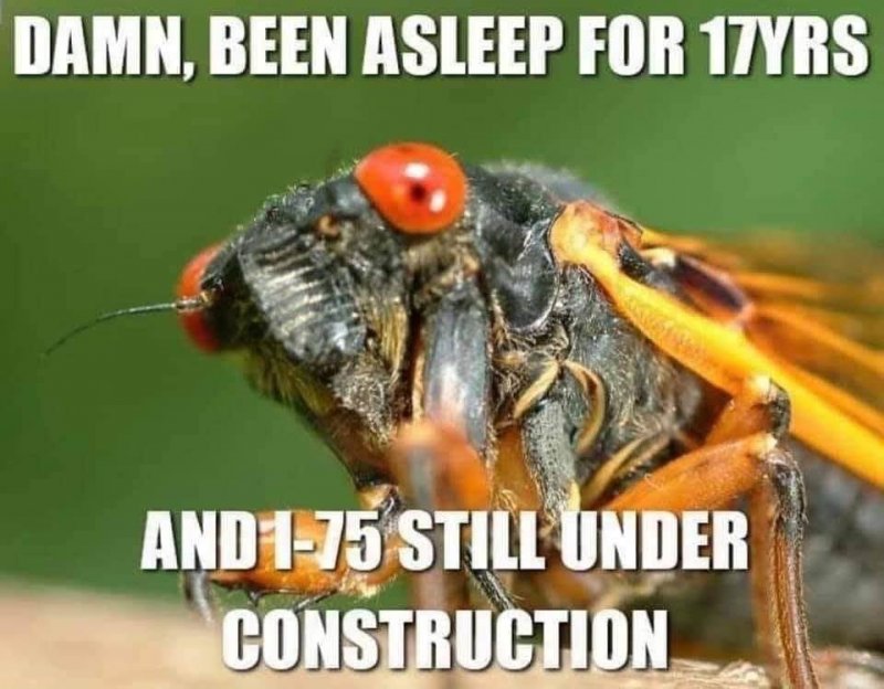 Cicada Michigan I-75.jpg