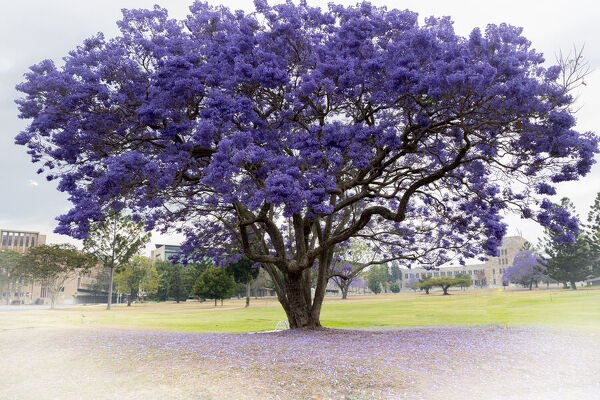 jacaranda-tree-bloom-24295197.jpg
