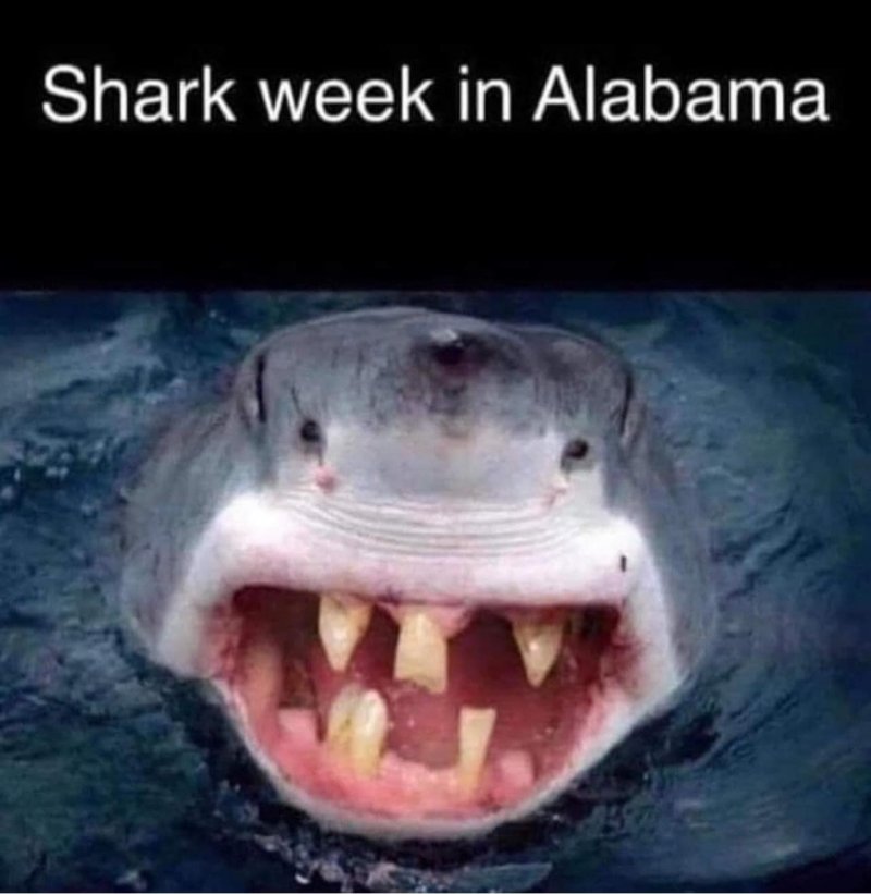 Shark Alabama.jpg