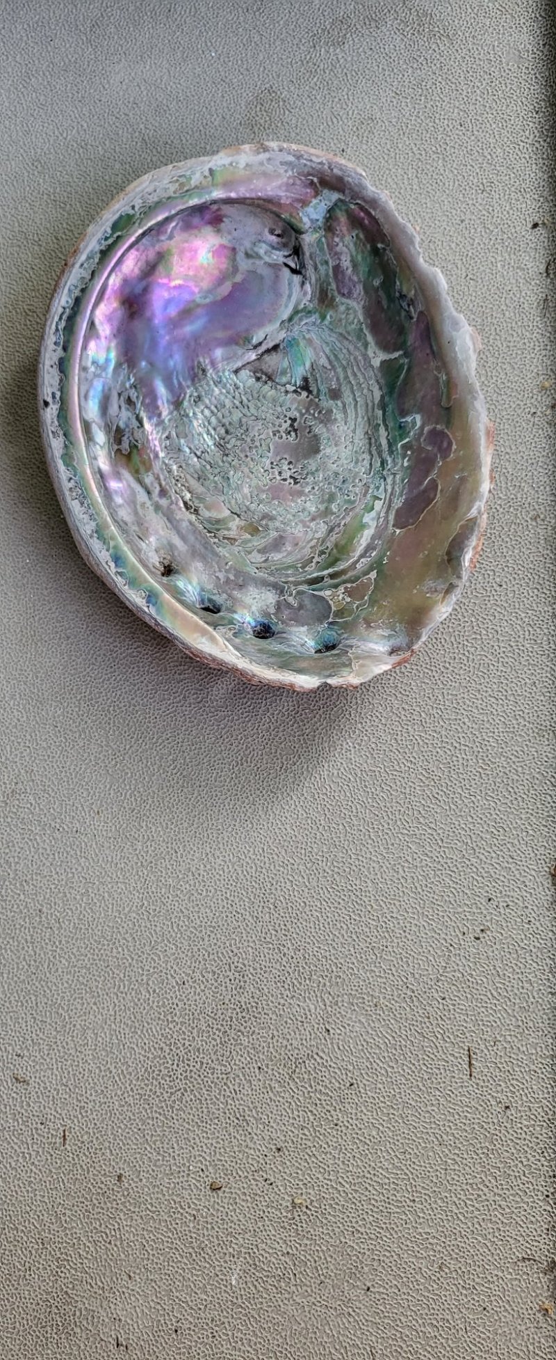 abalone shell.jpg