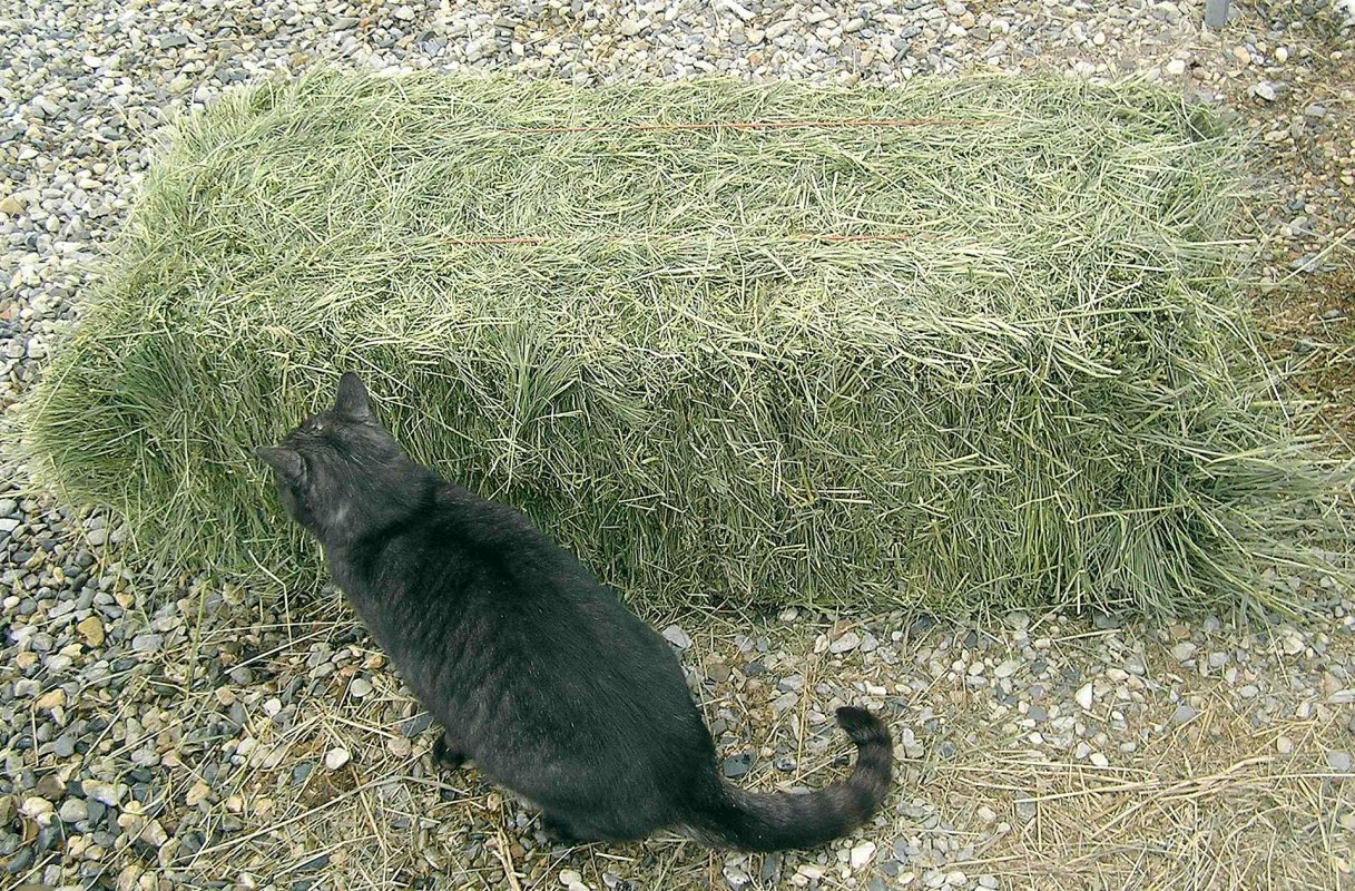 Cat and Hay.jpeg