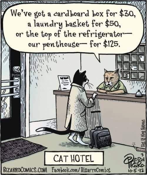 cat hotel.jpg