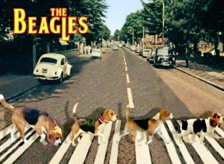 Beagles.jpg