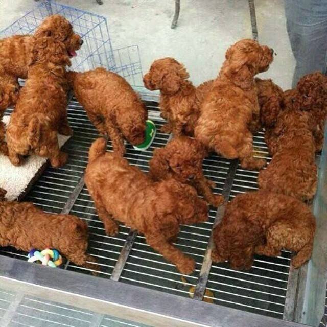 Fried Dogs Grill.jpg