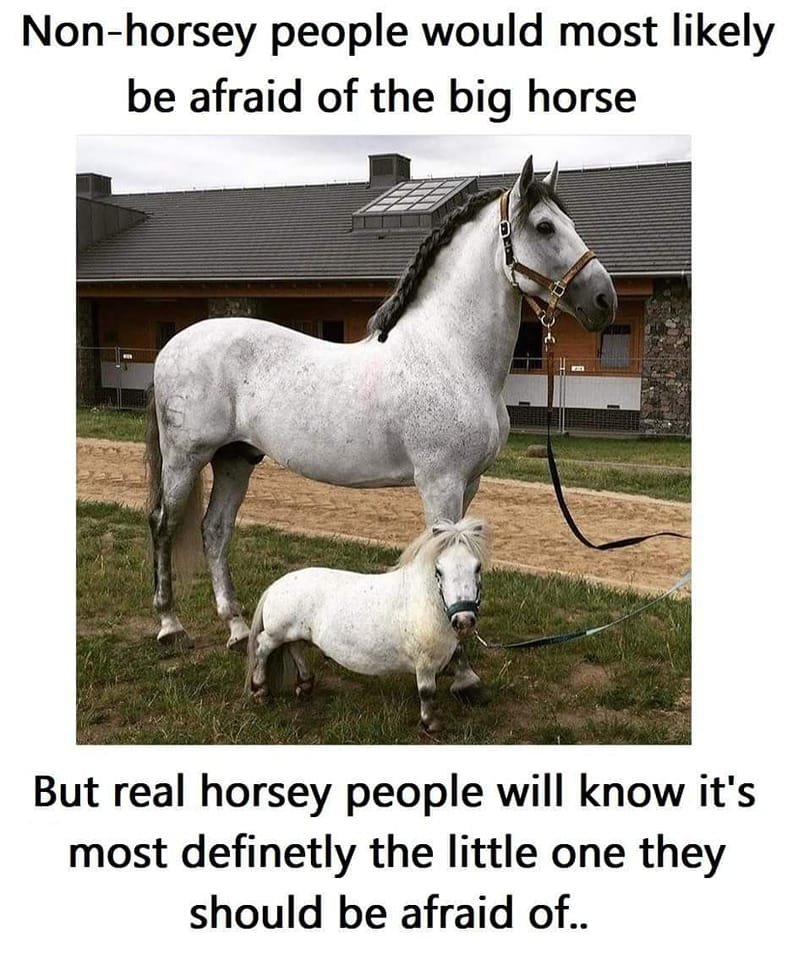 Big Horse Little Horse.jpg