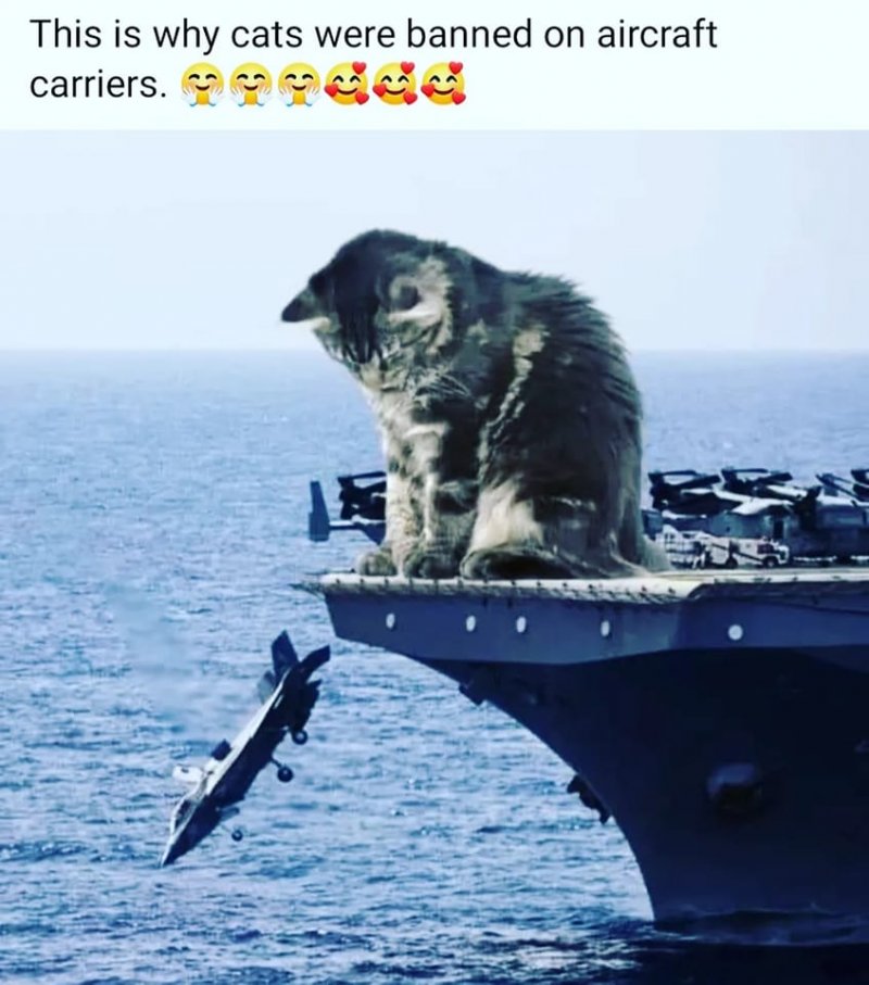 Cat Aircraft Carrier.jpg