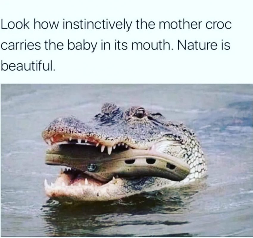 Baby Croc.jpg