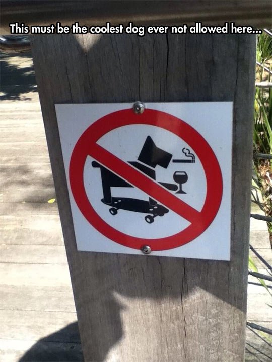 funny-dog-skater-smoking-drinking-prohibited.jpg