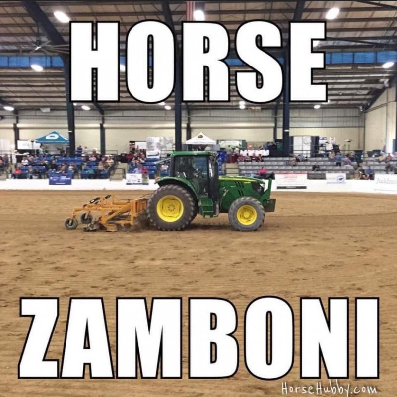Horse Zamboni.jpg