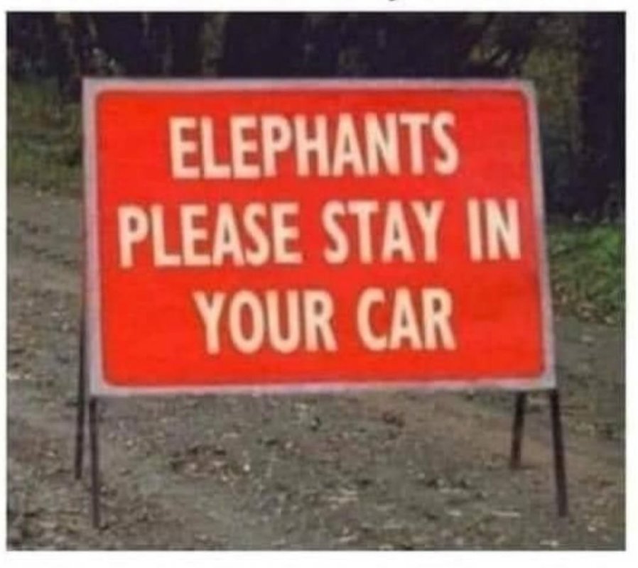 Elephants in Car.jpg