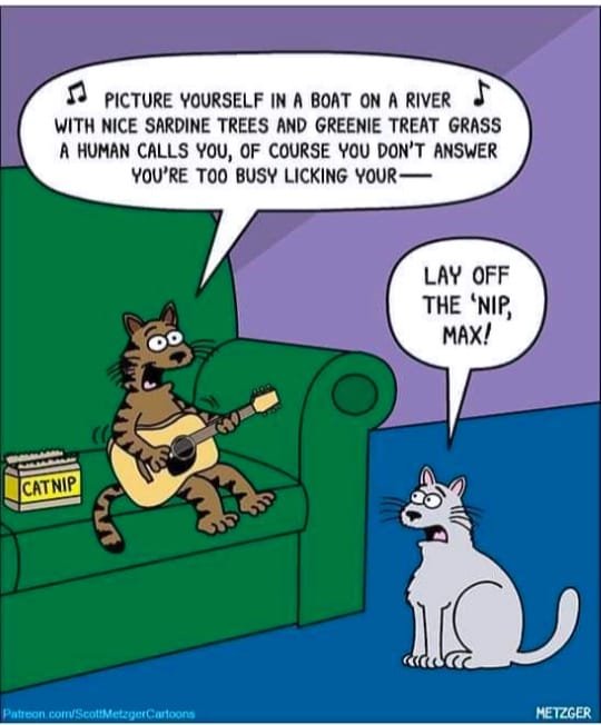 LSD Cat Cartoon.jpg