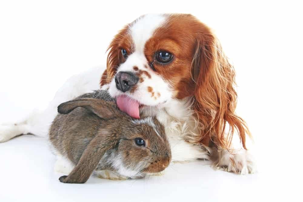 rabbit-and-dog.jpg