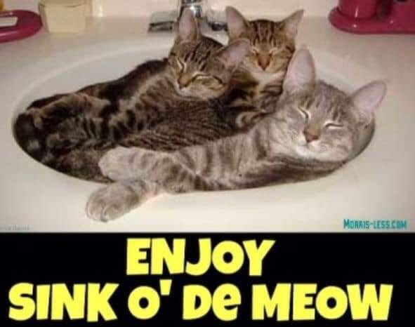 Sink o de Meow.jpg