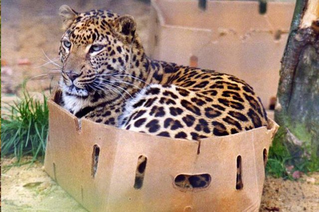 Big Kitty Box.jpg