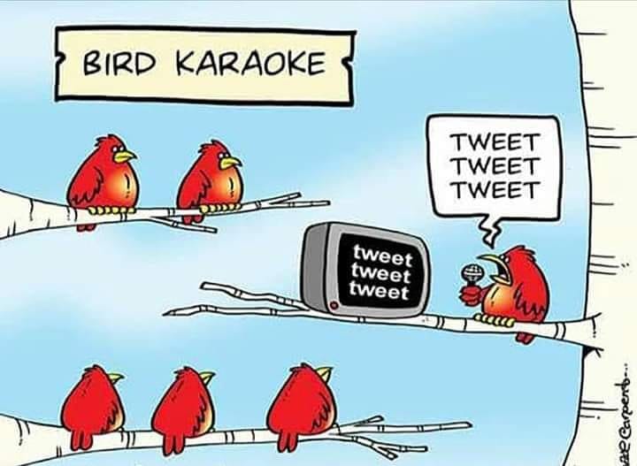 Bird Karaoke.jpeg