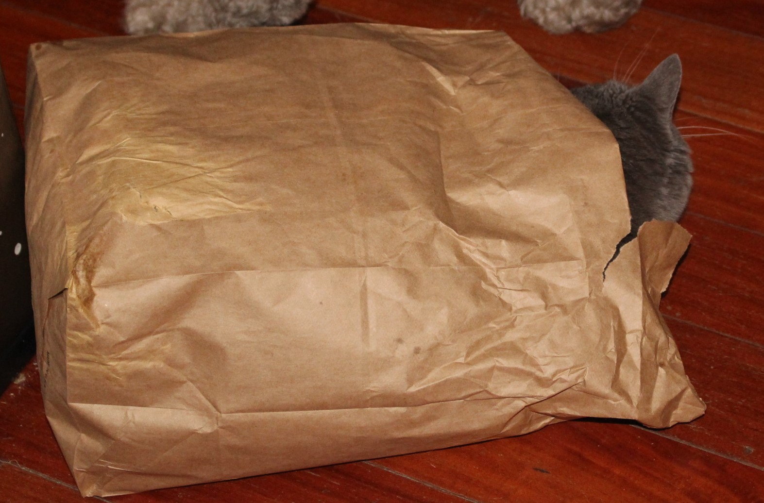 cat in the bag.JPG