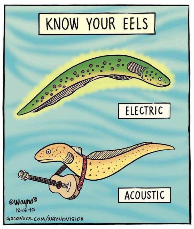 Eels.jpg
