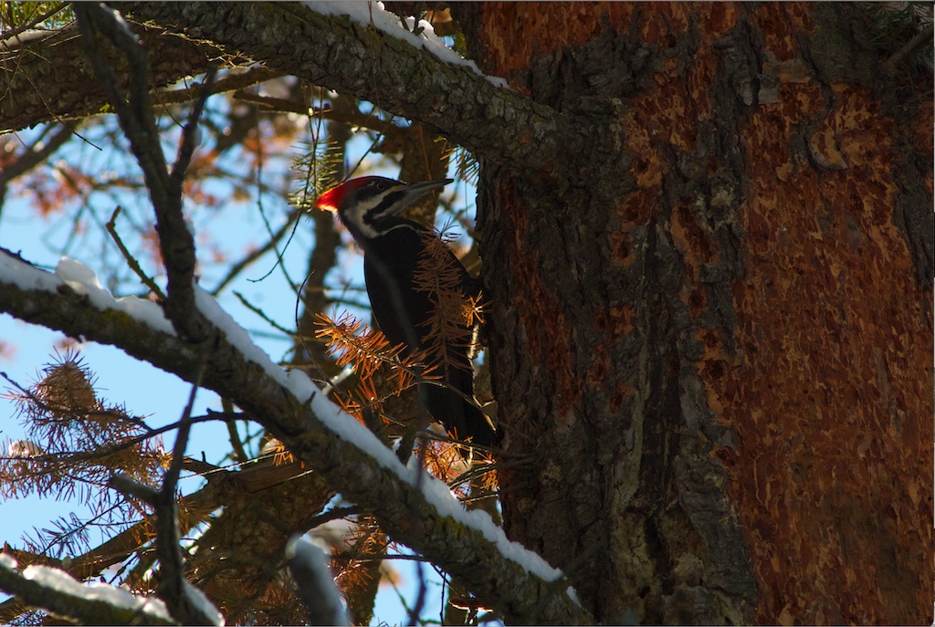Protected Apileated woodpecker on giant snag.jpg